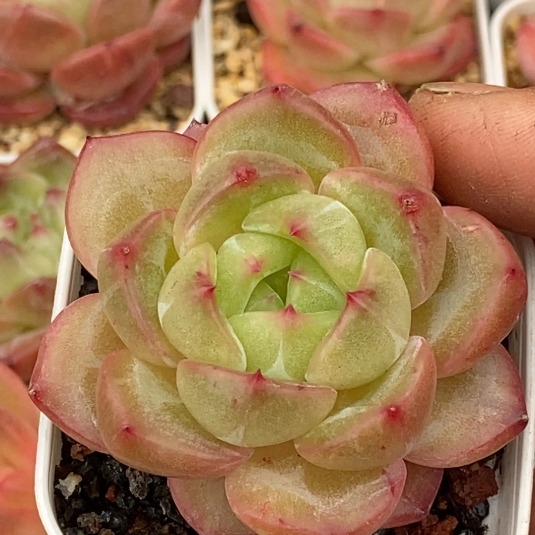 天官赐福百无禁忌