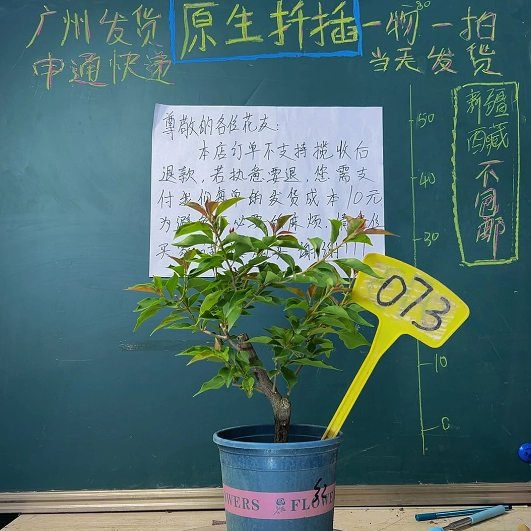 当前无花栽培后可以开花热火桑巴 造型 073