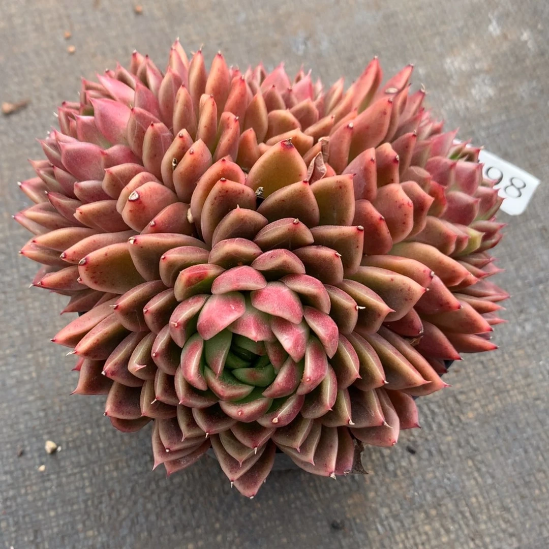 3498杂交精品基地13厘米