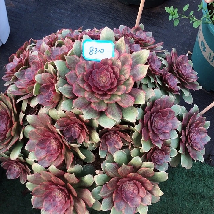 820红拉丝多肉法师