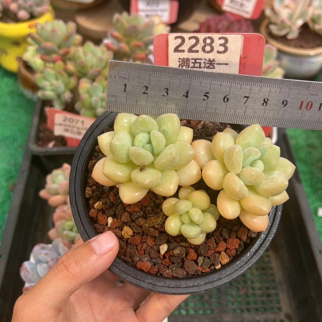 表妹精品多肉2283.