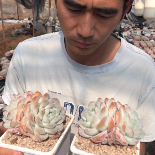 双头大冰玉7.9云瑞