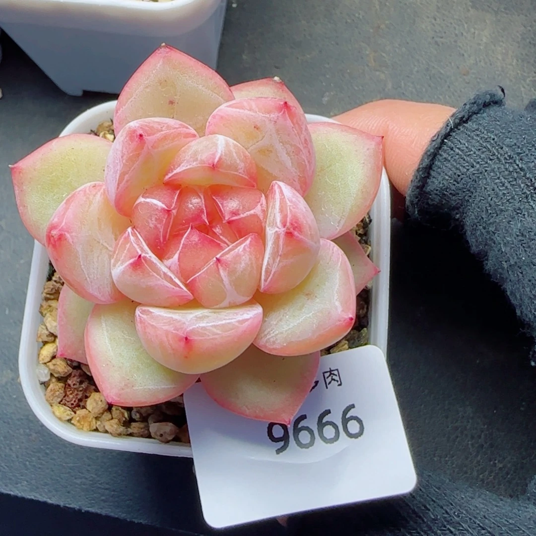 璇玑珍妮，9666多肉植物