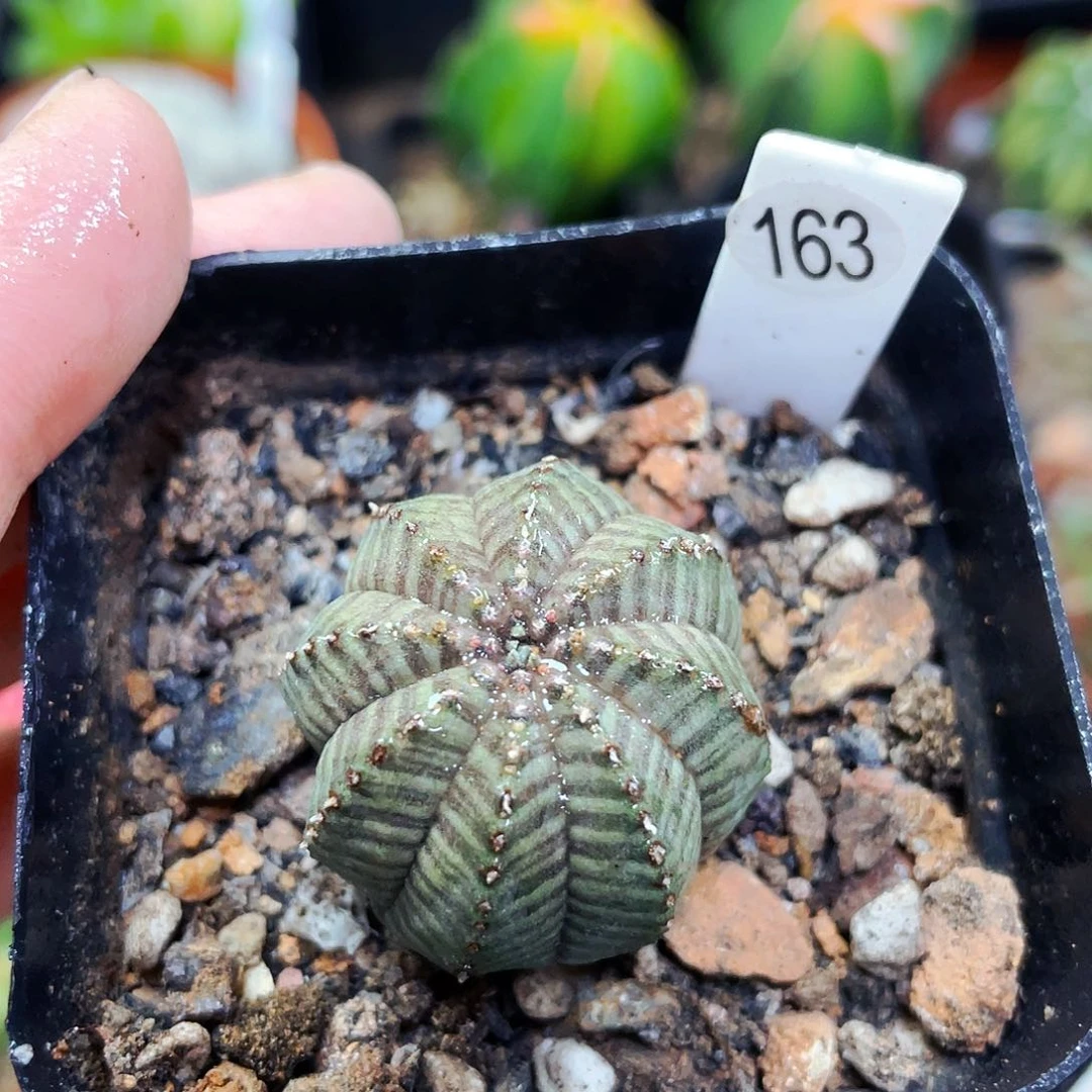 非偏远地区满25包邮仙人球