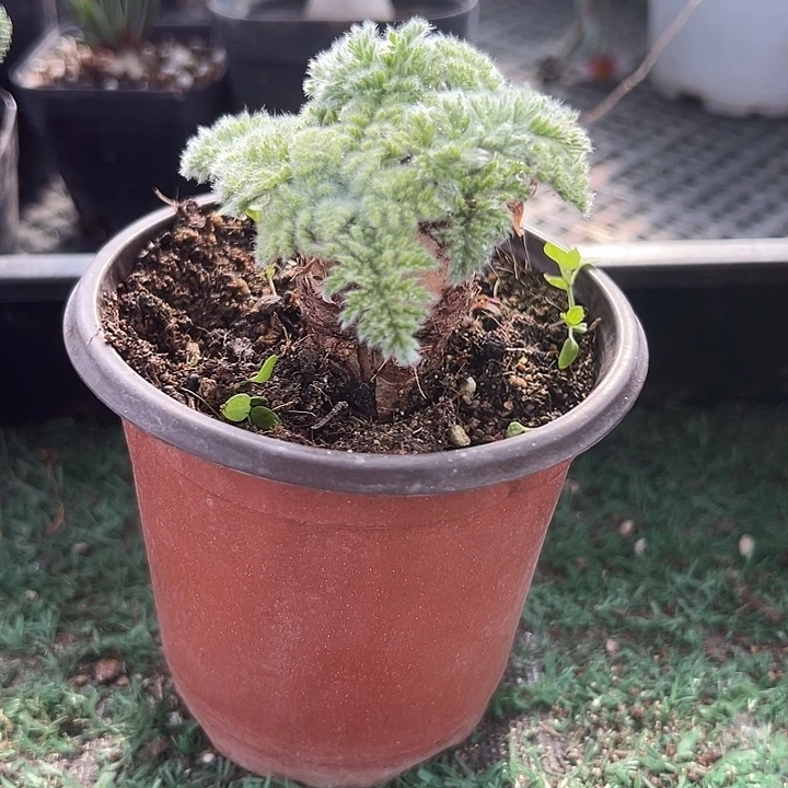 羽叶洋葵矮胖子，一物一拍
