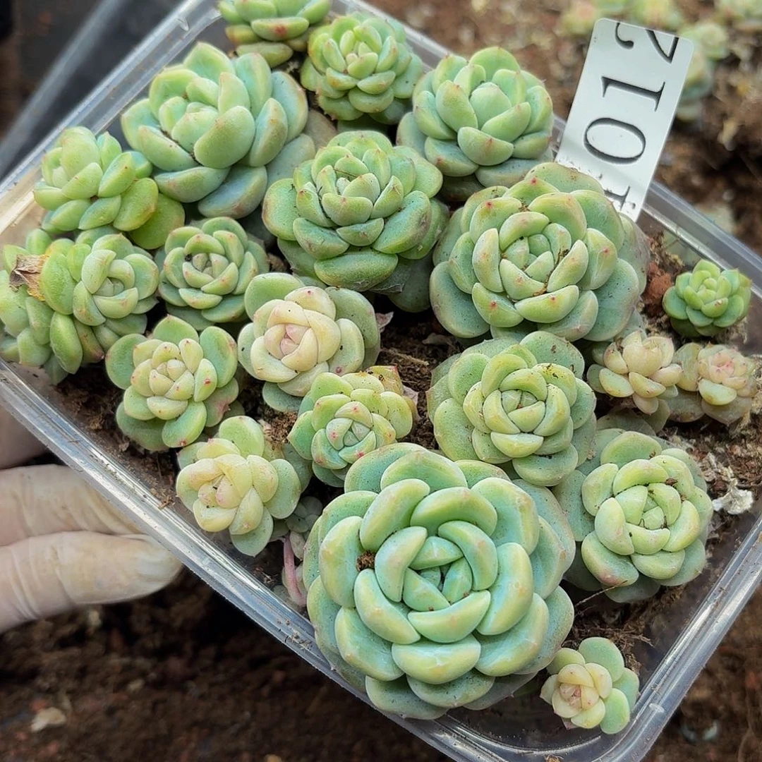 多肉植物多肉植物1012
