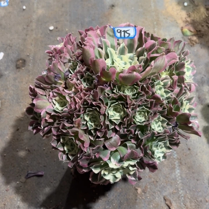 雨花石975法师多肉