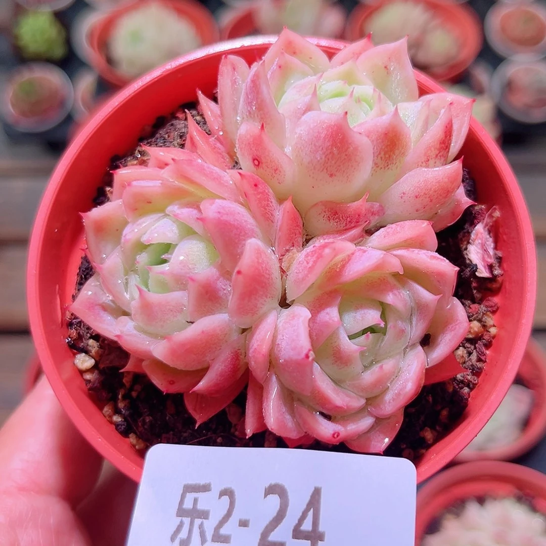 乐然2-24 孤星群