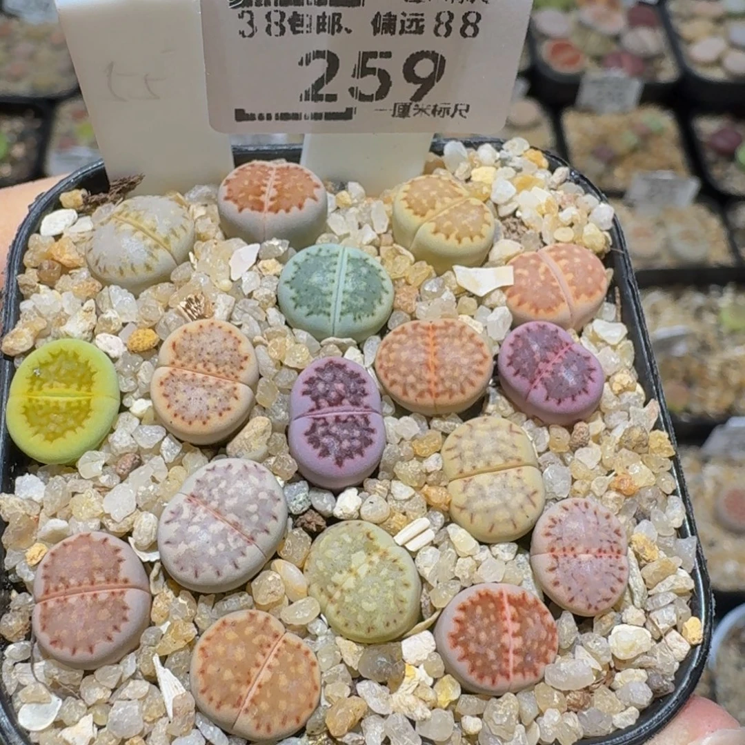 y***ㅤSssss精品生石花259