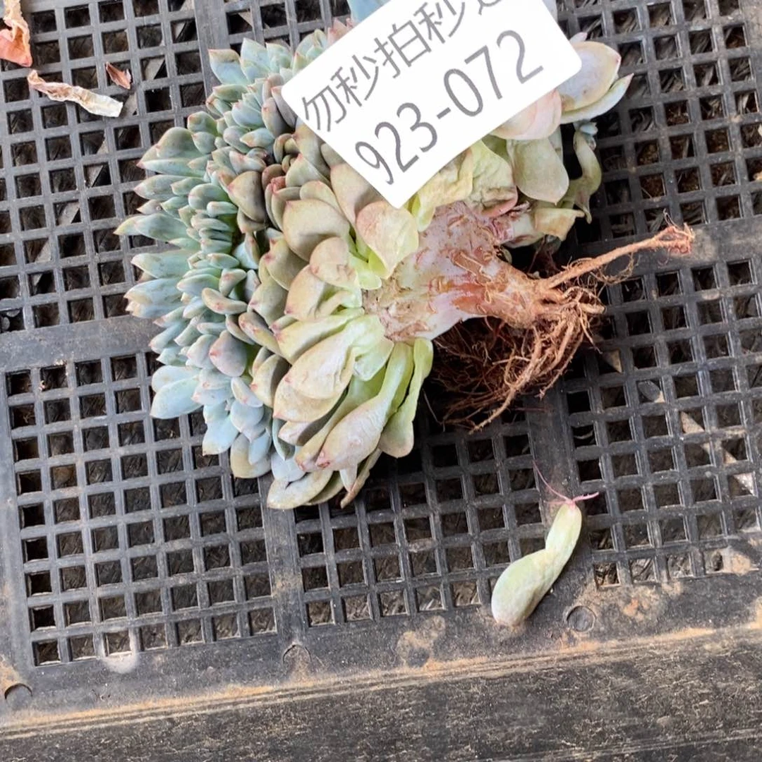 勿秒拍秒退 923-072橙子缀