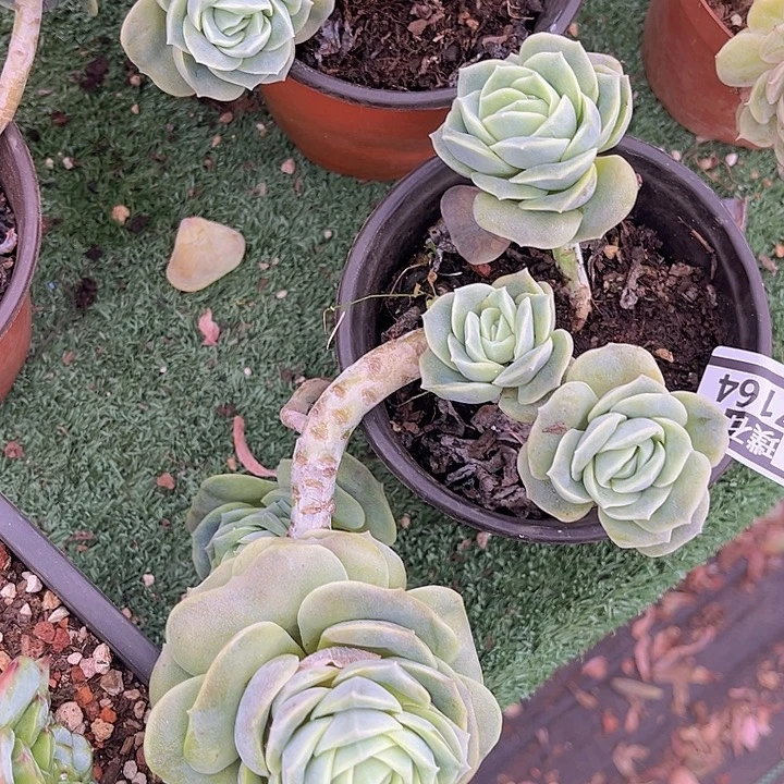 可爱玫瑰27164多肉植物