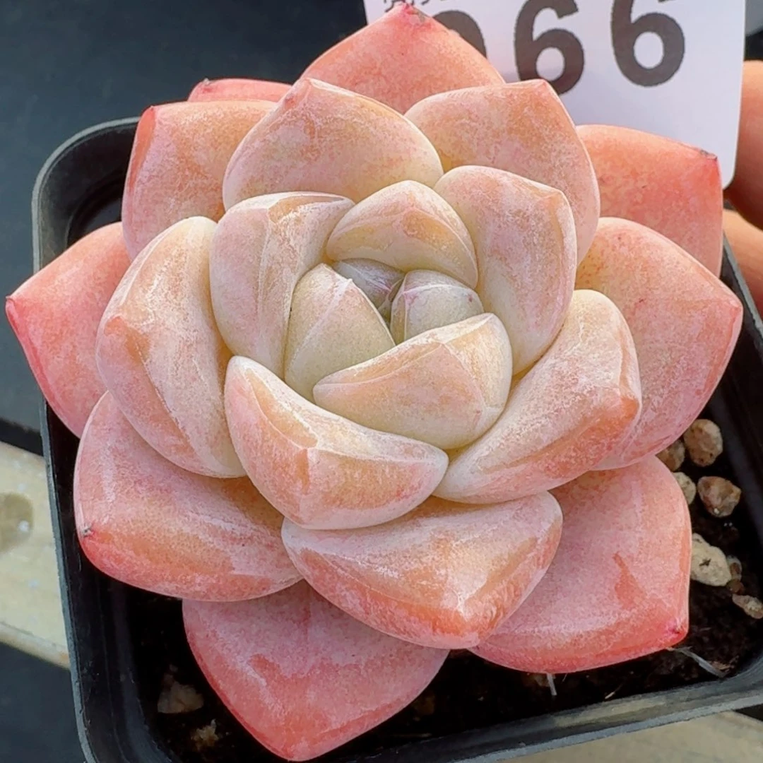 开播福利捡漏随单发满58包邮