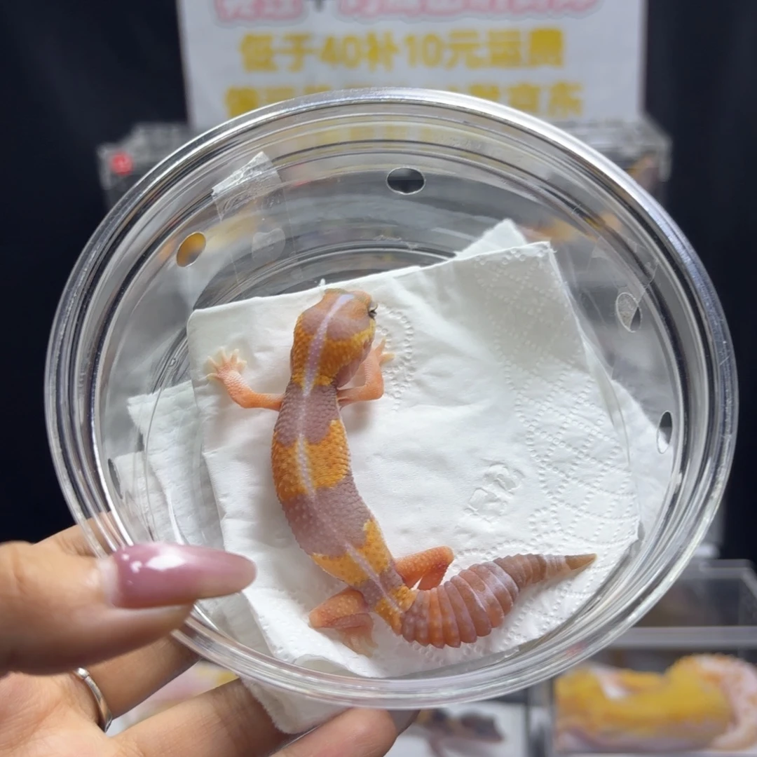 肥尾守宫橘白直线公温