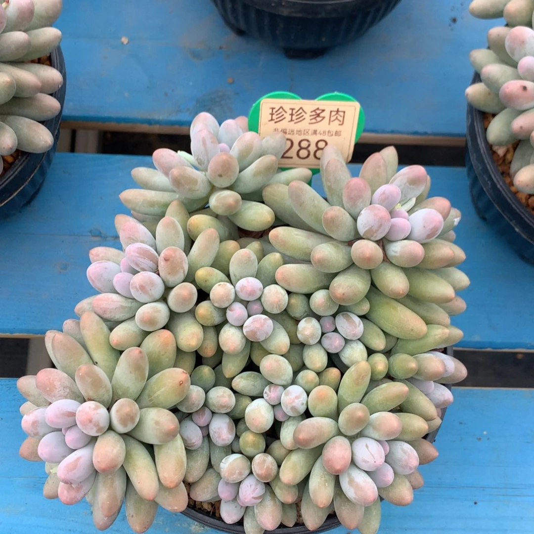 未****大叶汤圆无砍平头288