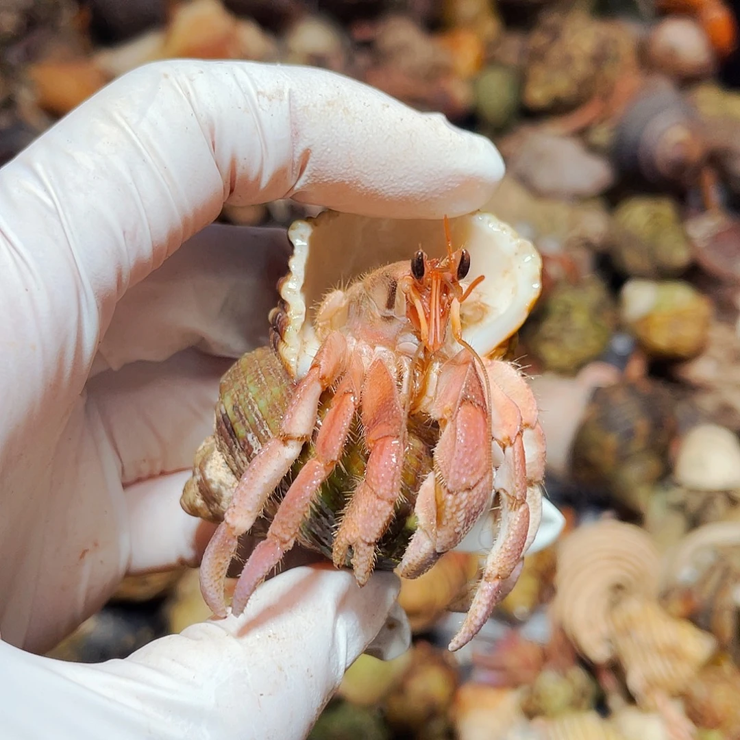 陌派有钳寄居蟹347