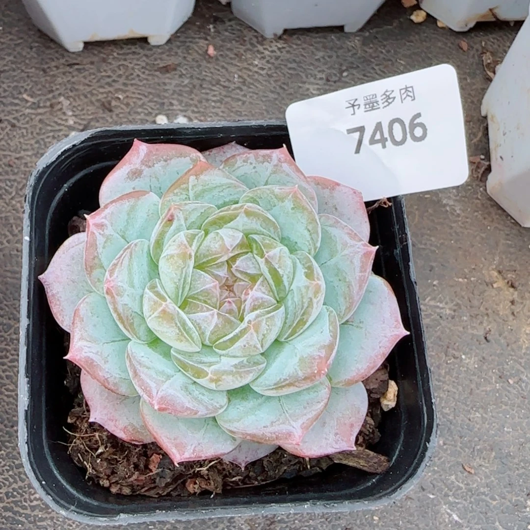 薰衣草，7406多肉植物