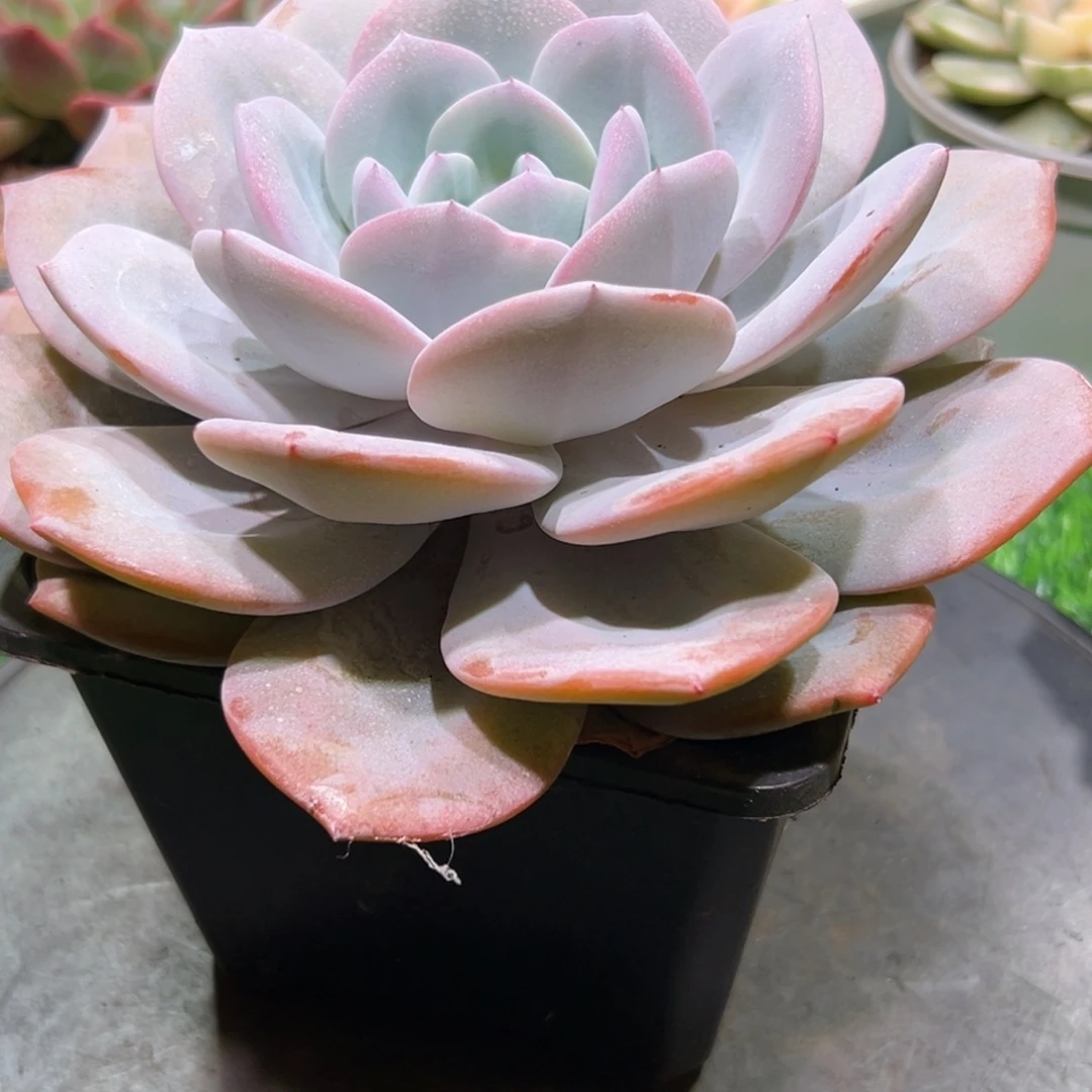 大单头奶茶，一物一拍。