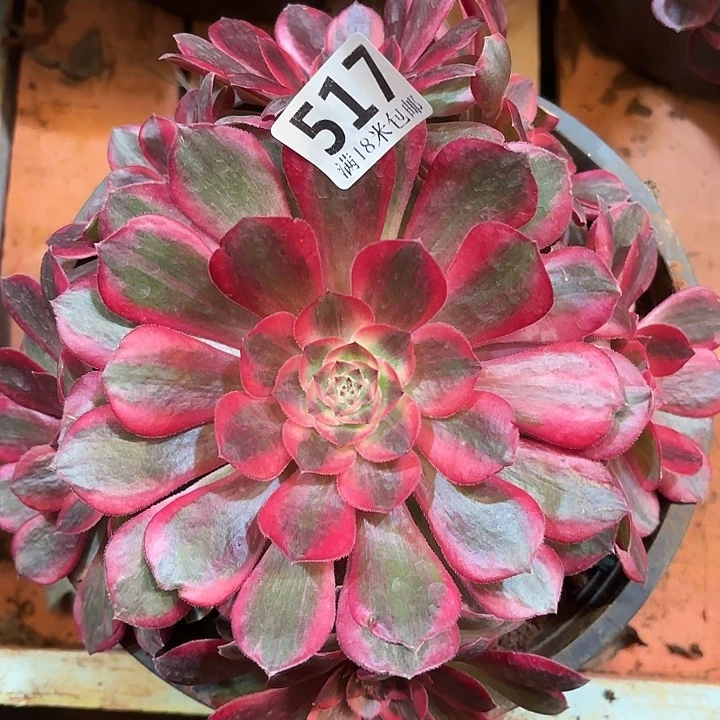 517赤子心诺米多肉法师锦不包侧枝断枝