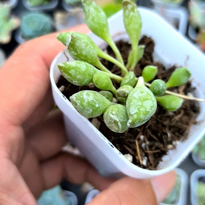 鼓槌水泡，满7元包邮