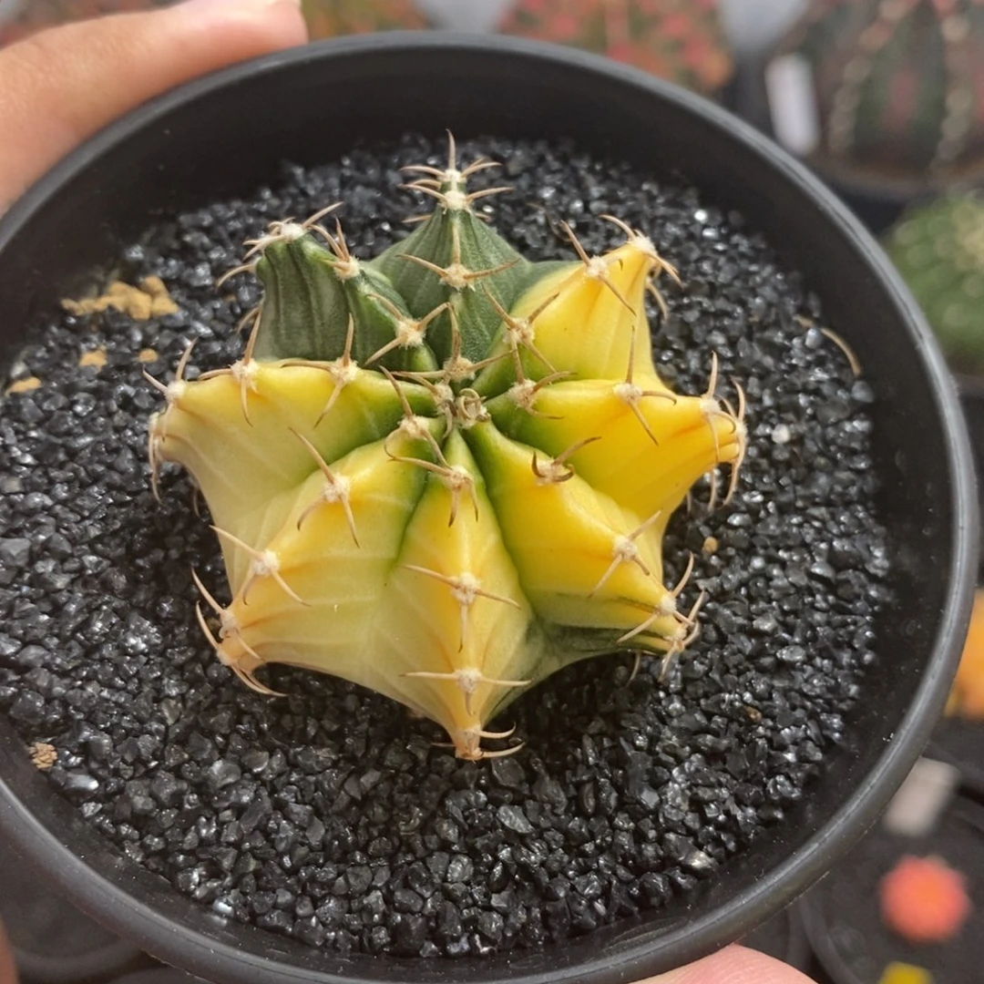 泰系肋骨锦—带盆土发货15
