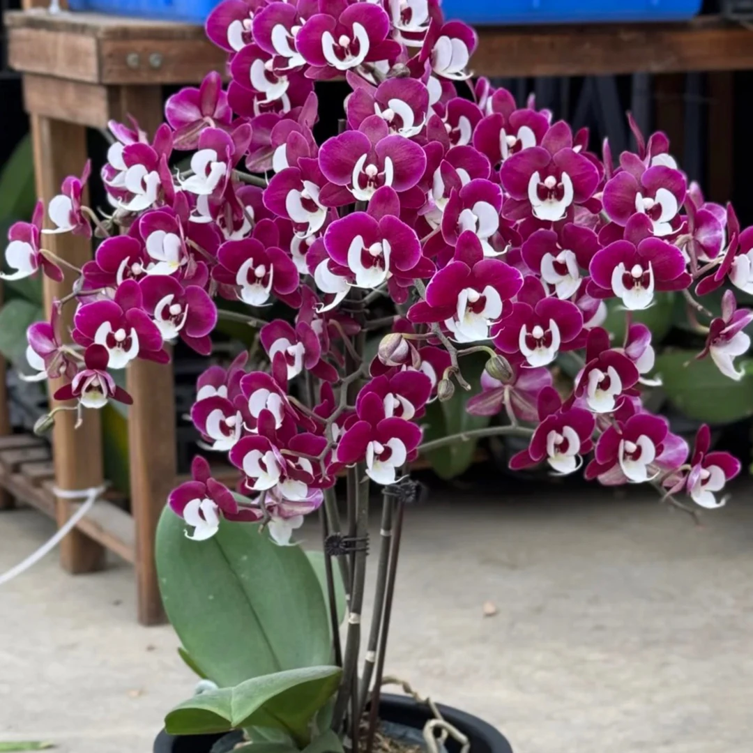 【久玖团圆】3.5寸加高杯紫黑色蜡质丰花小型花蝴蝶兰