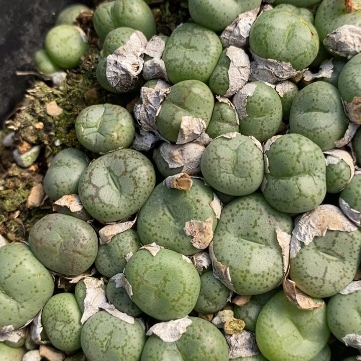 单头猴脸一颗一颗