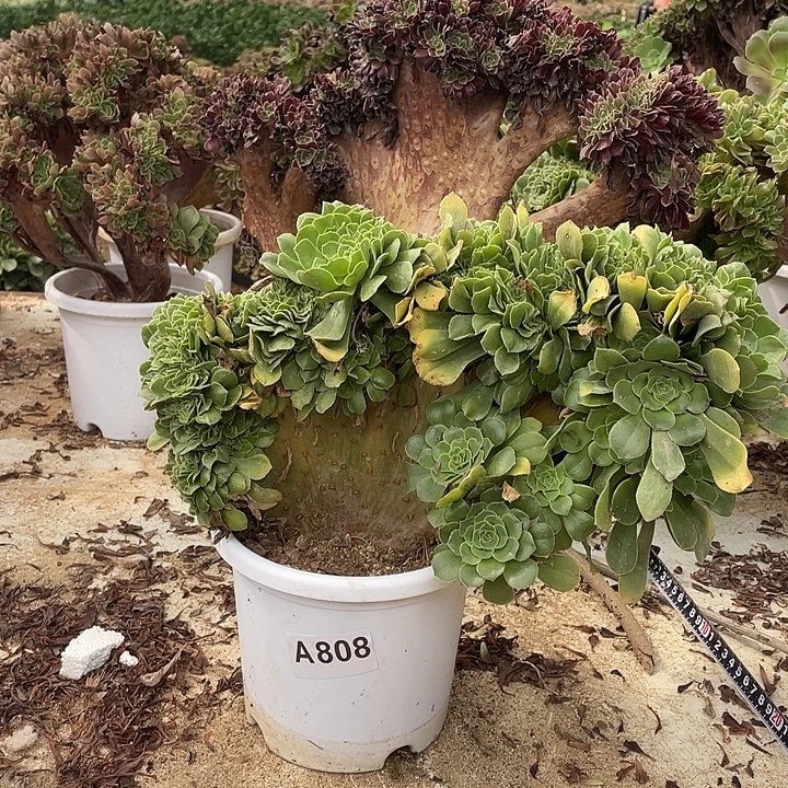 A808绿羊绒缀化42-1脱土包邮