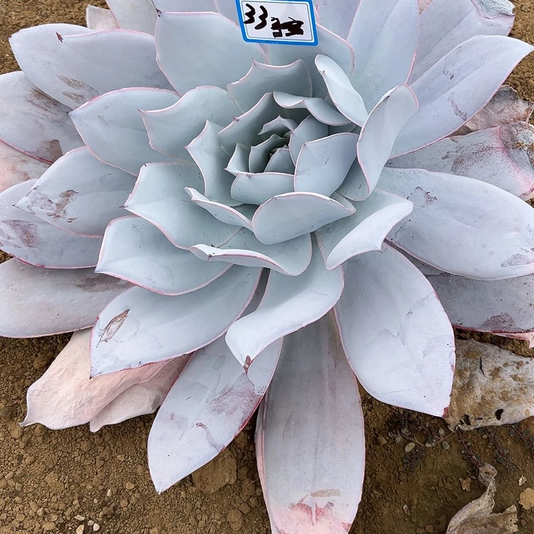 小***菜33号广寒宫一物一拍