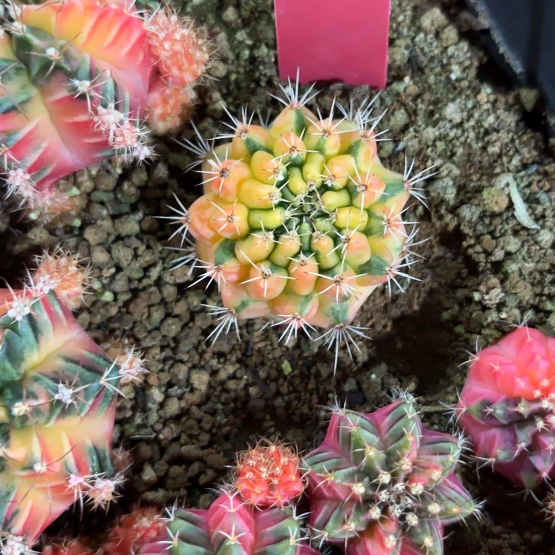 200-1125泰国发货多肉