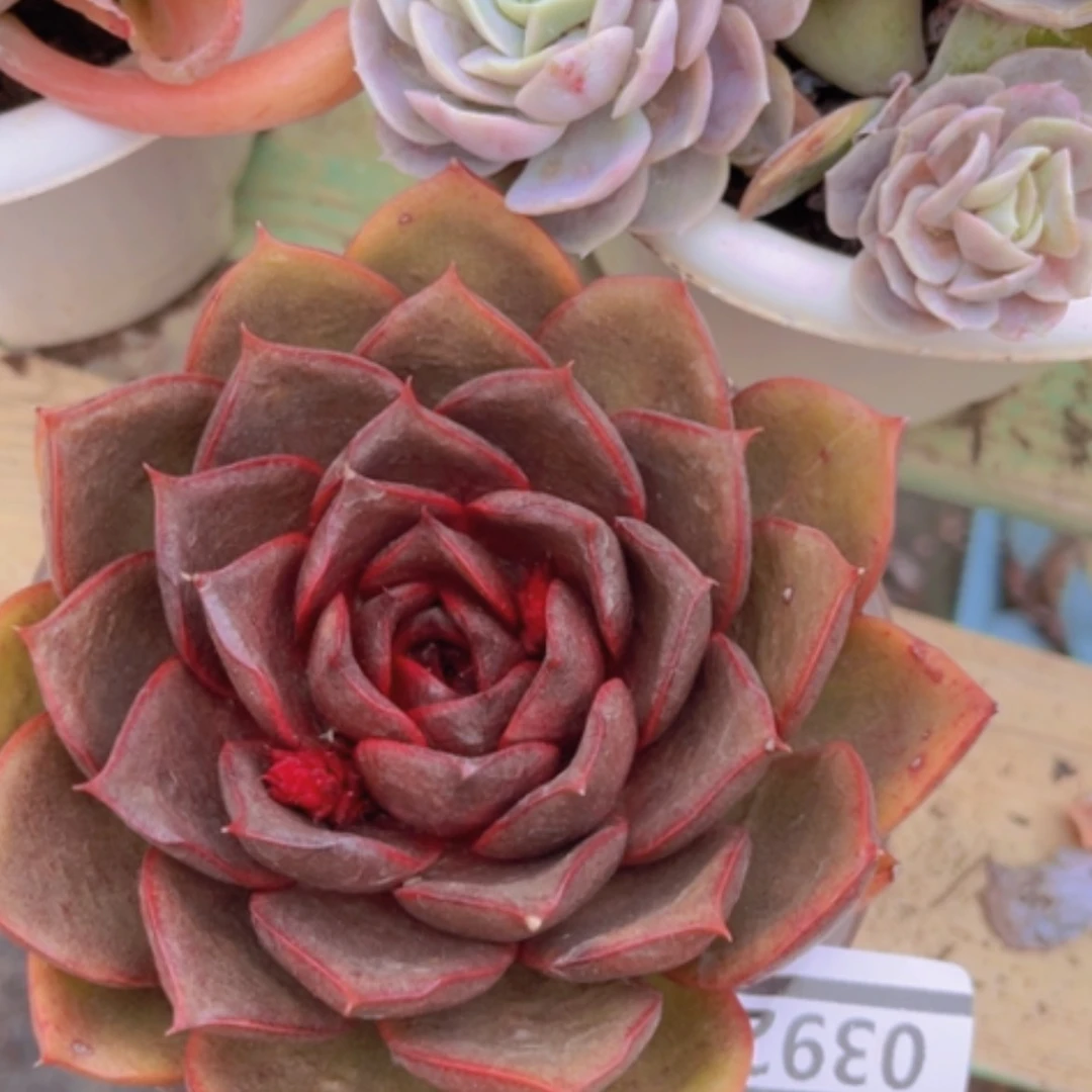 【闪购商品】红灯0392