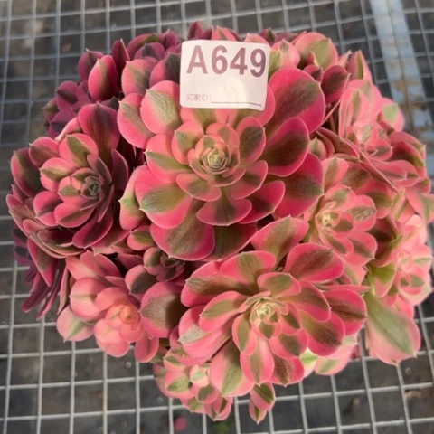 649女巫22厘米左右