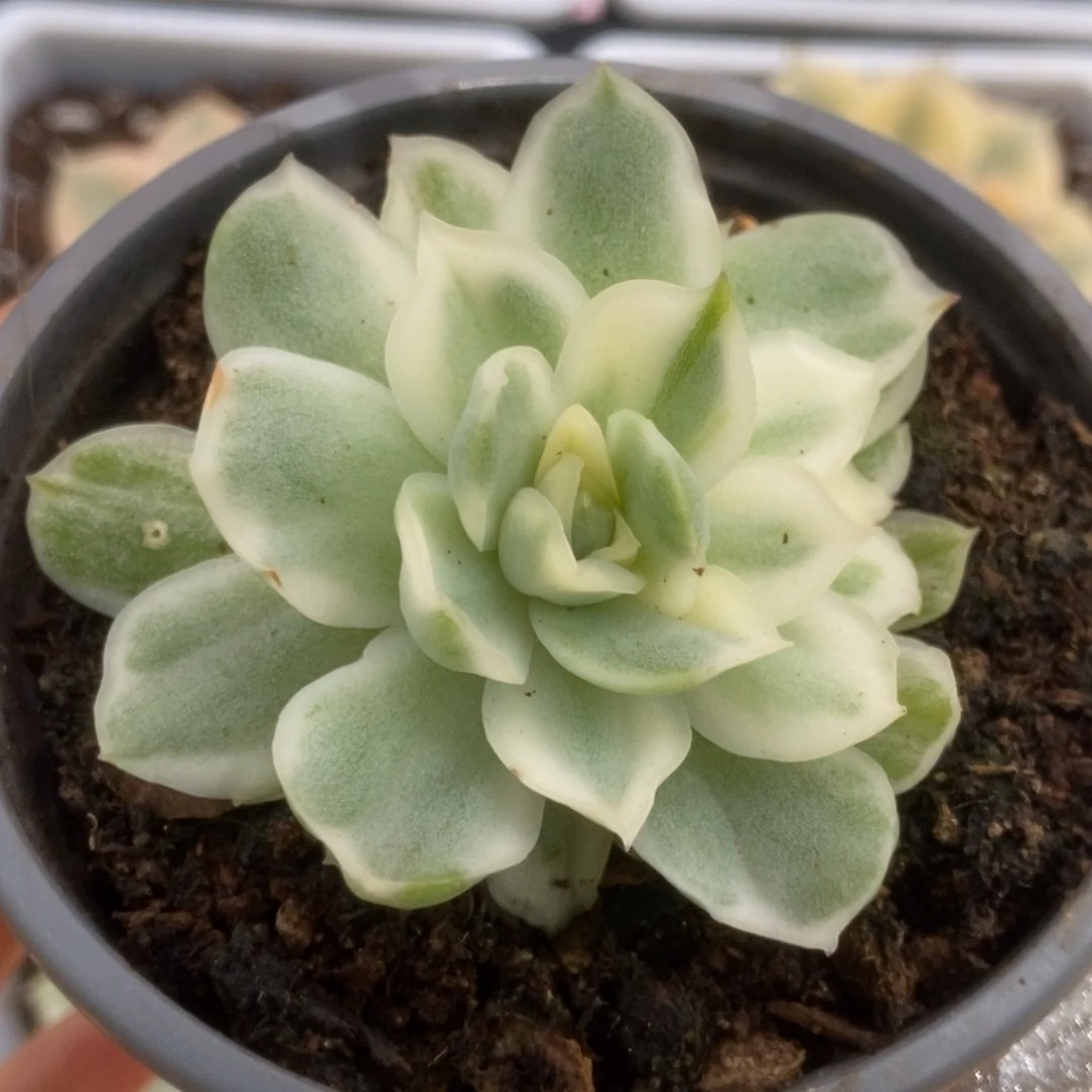 703仙影锦锦锦锦锦锦