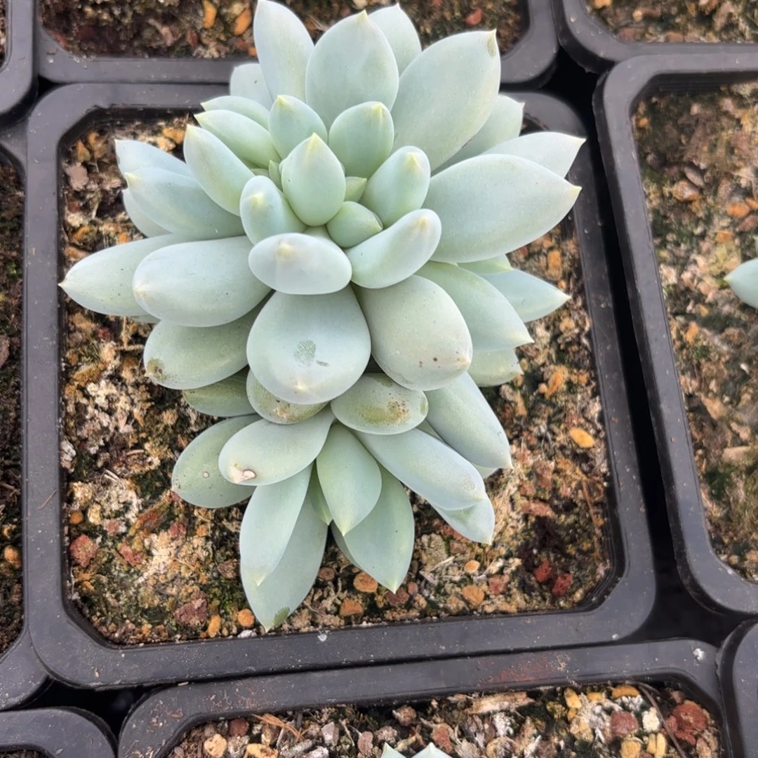 哥特萝莉綴化一物一拍