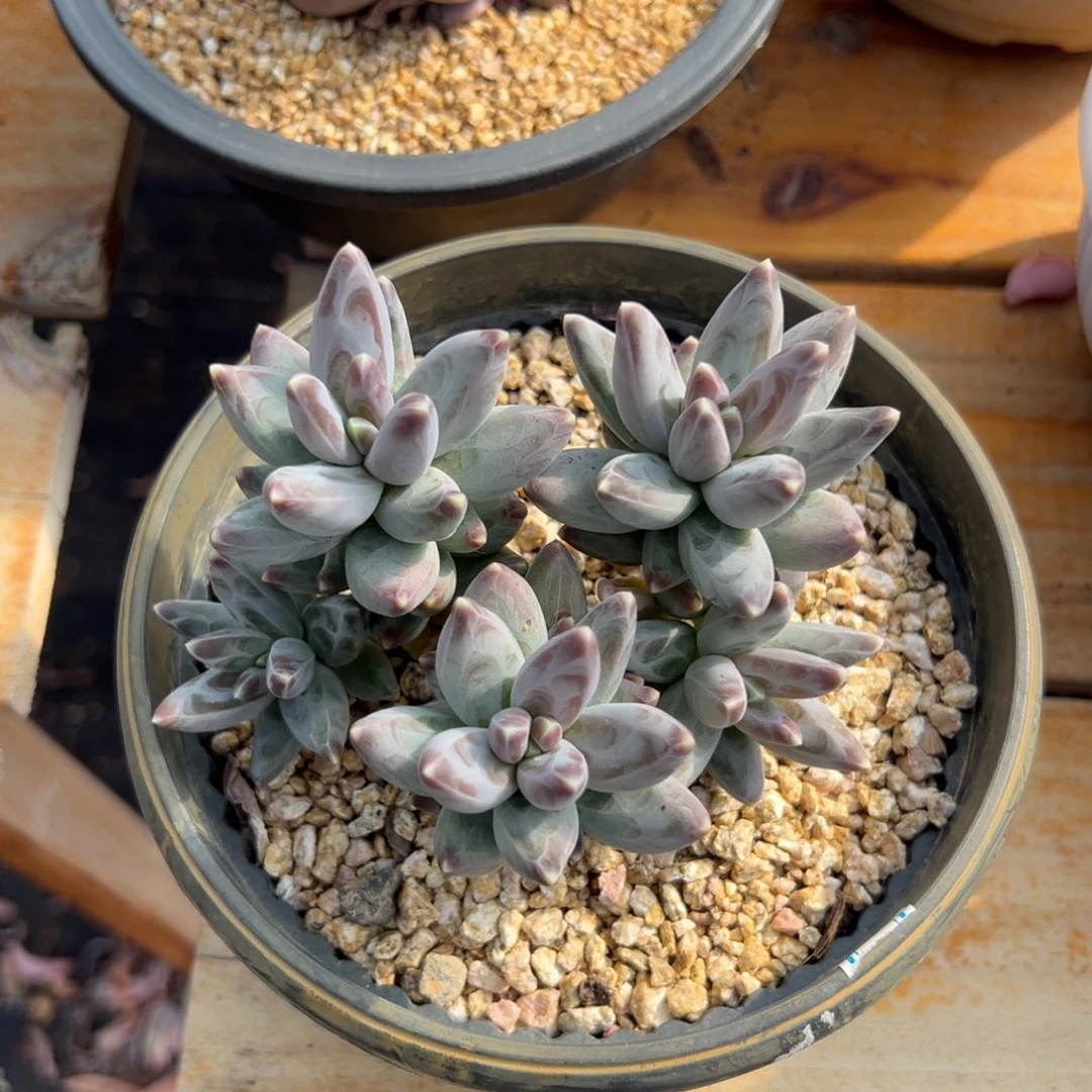 多肉乌拉克拉【非偏远满18包邮】