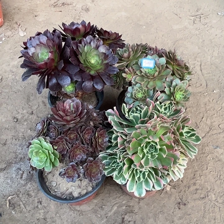 904多肉植物瑕疵特价，