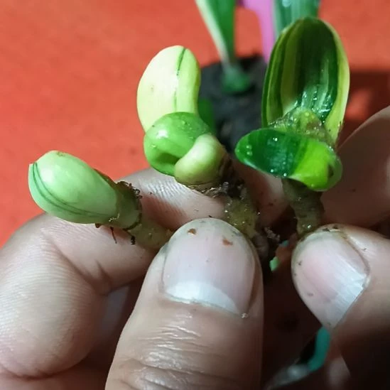 君子兰小苗君子兰小苗