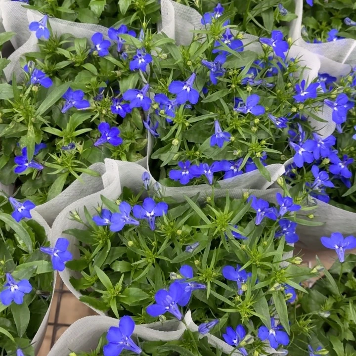 全部花苞蓝色六倍利