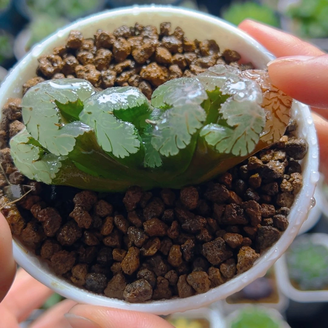 黑武泰玉扇多肉多肉