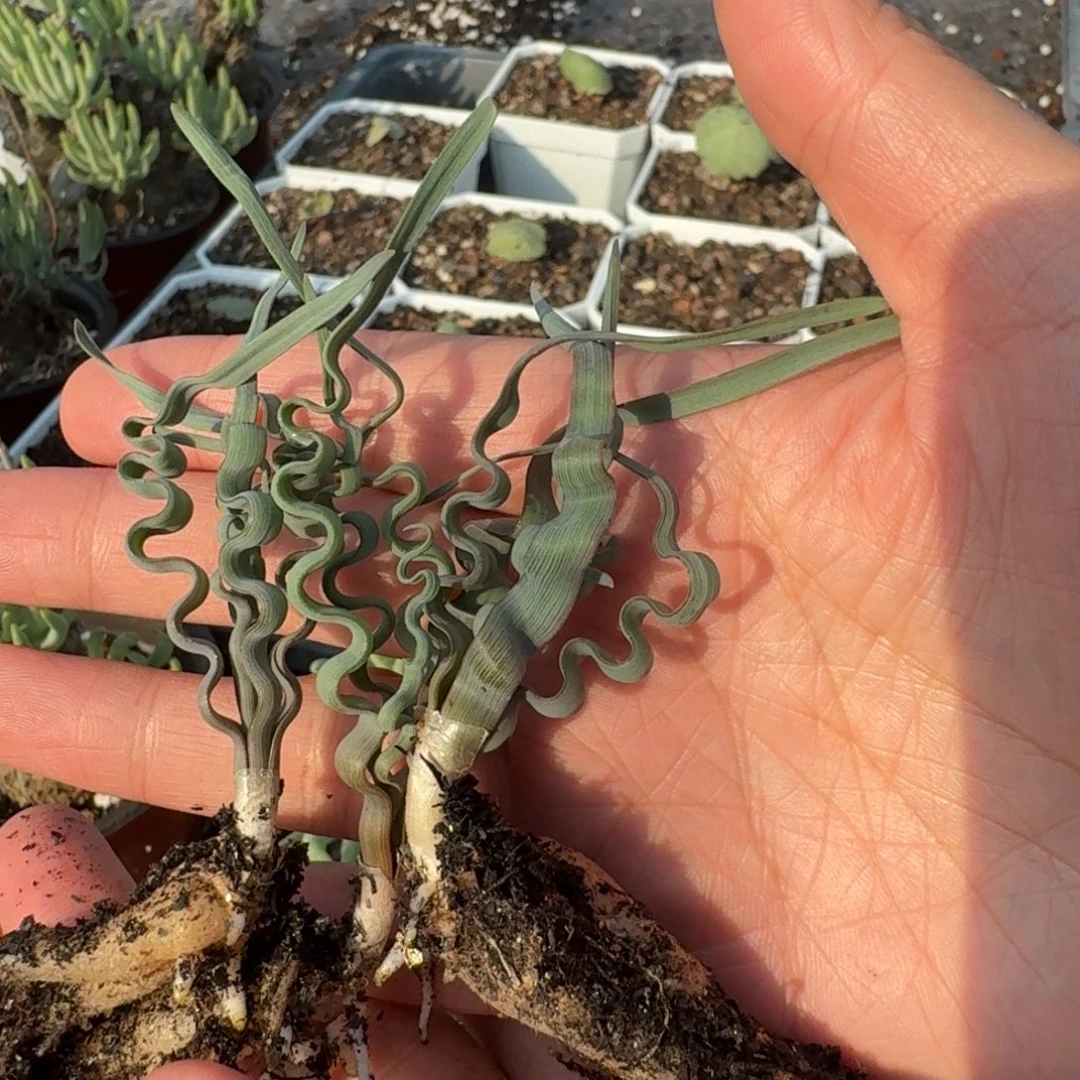 海带弹簧草量拍3棵