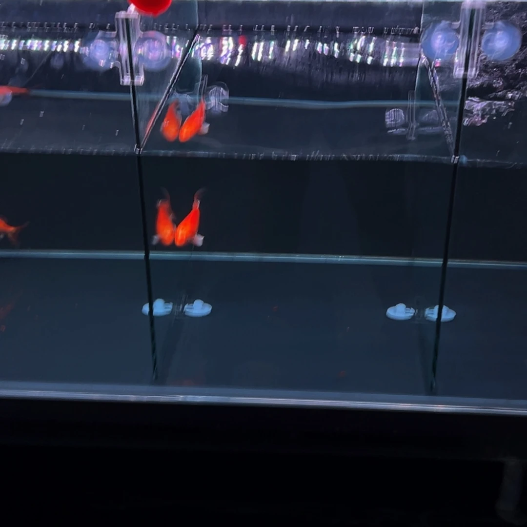 海水鱼阳*~蝴蝶鲤111