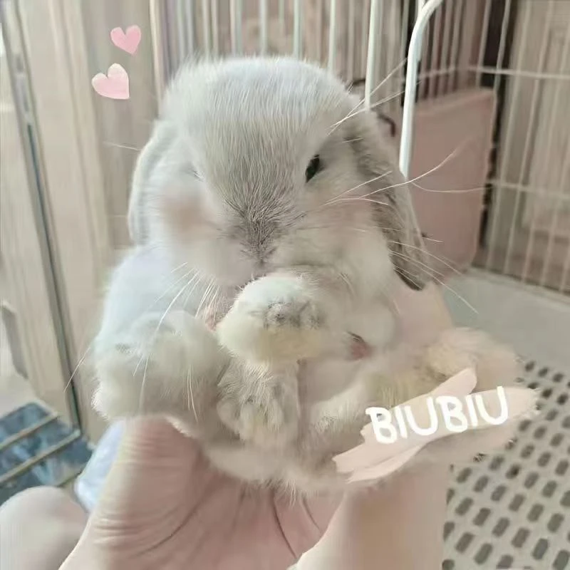 【顺丰包邮】宠物兔活体兔子一兔一拍