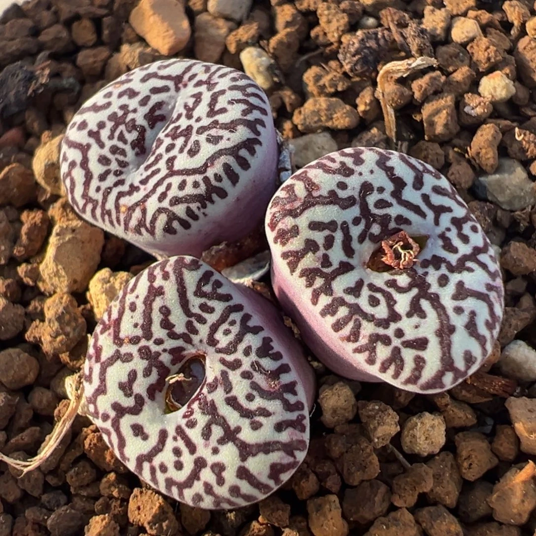 紫墨群多肉植物百科