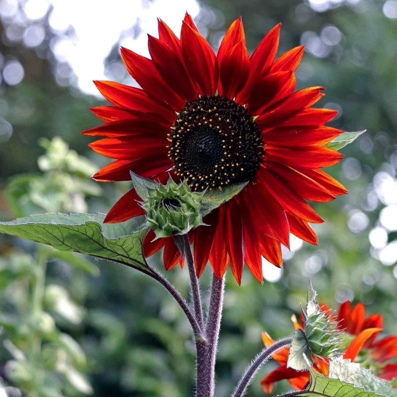 鸿运红色向日葵种子观赏葵花籽种春播红色向日葵多头泰迪熊