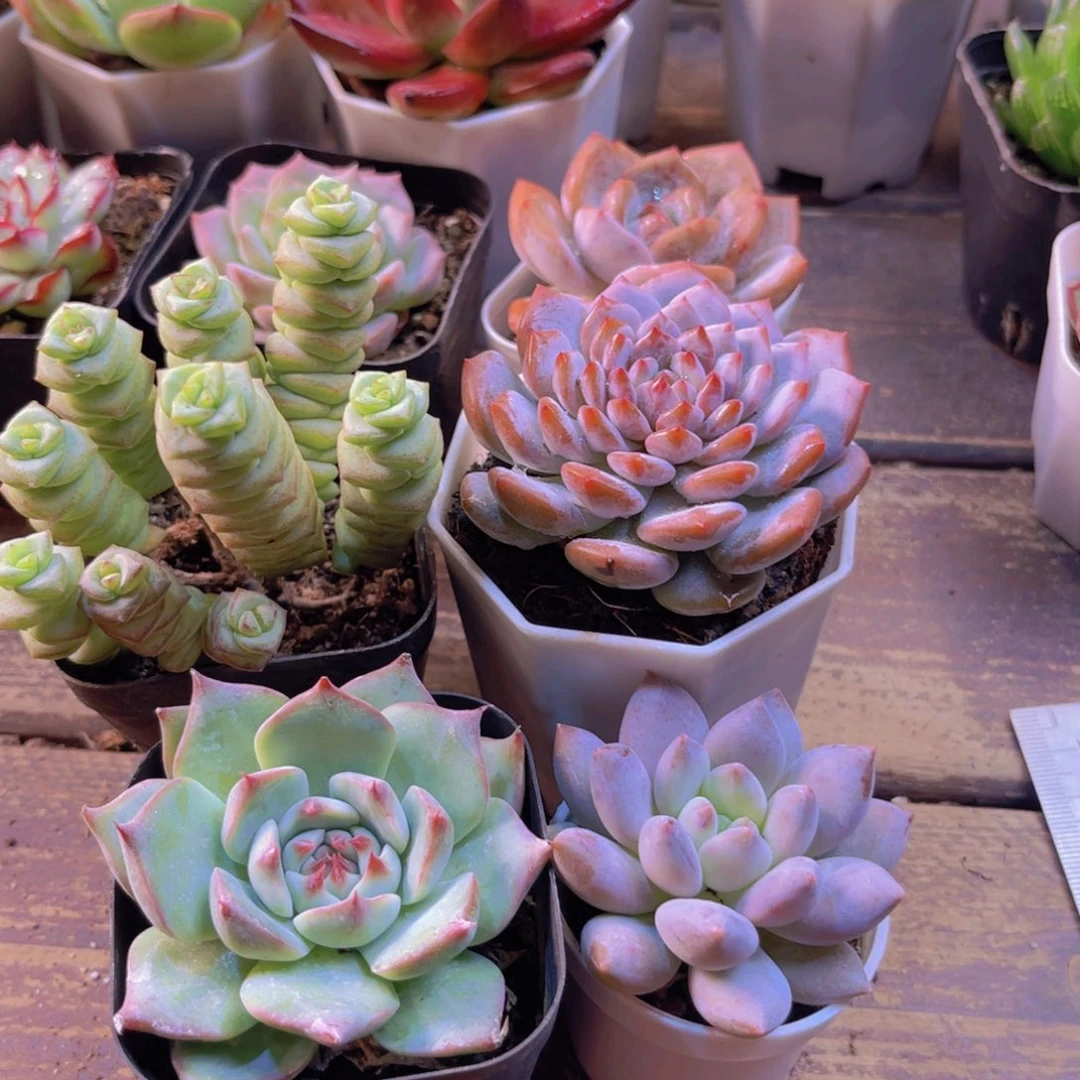 钱串 吉娃娃 星星橙 半夏