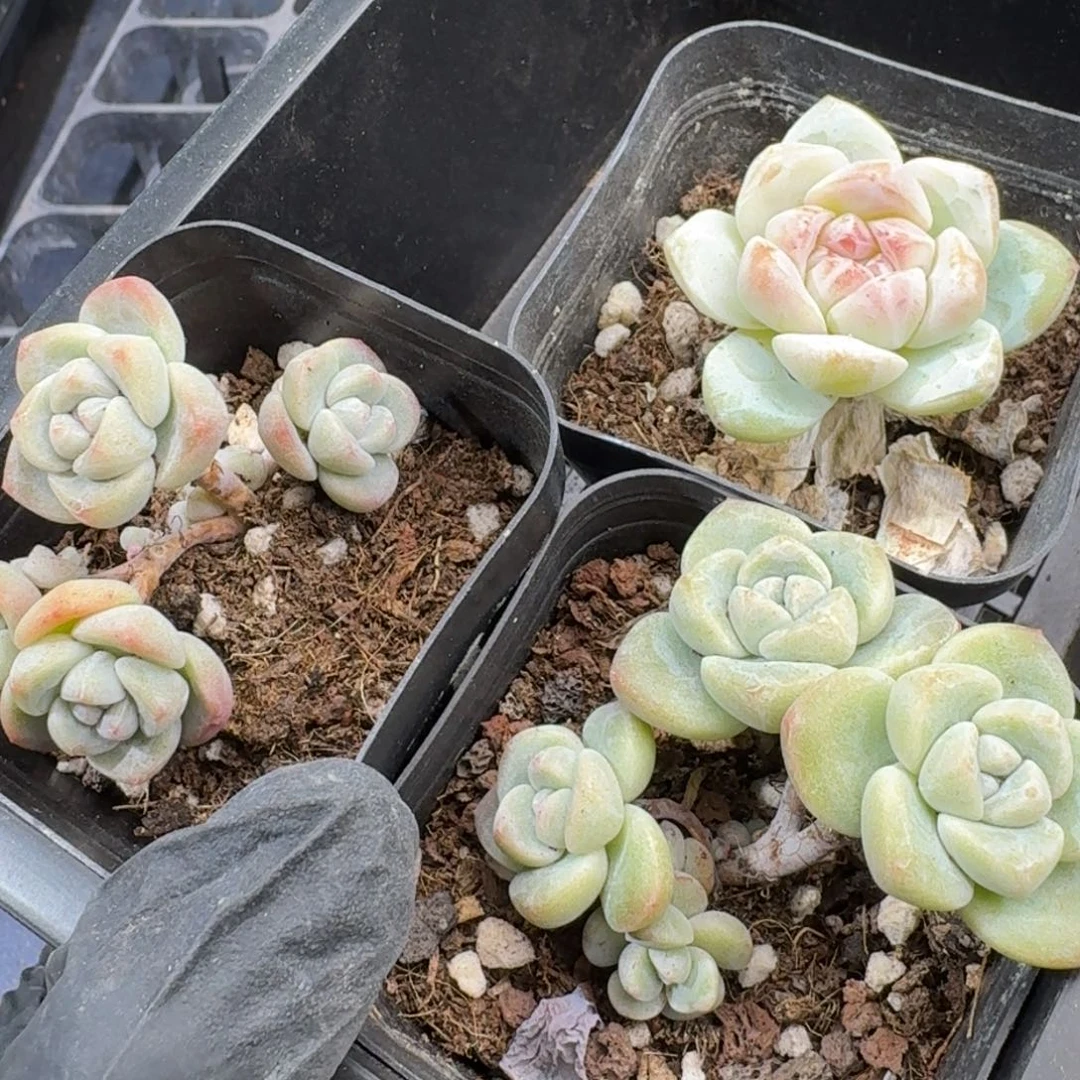 38 号到手1框江北多肉