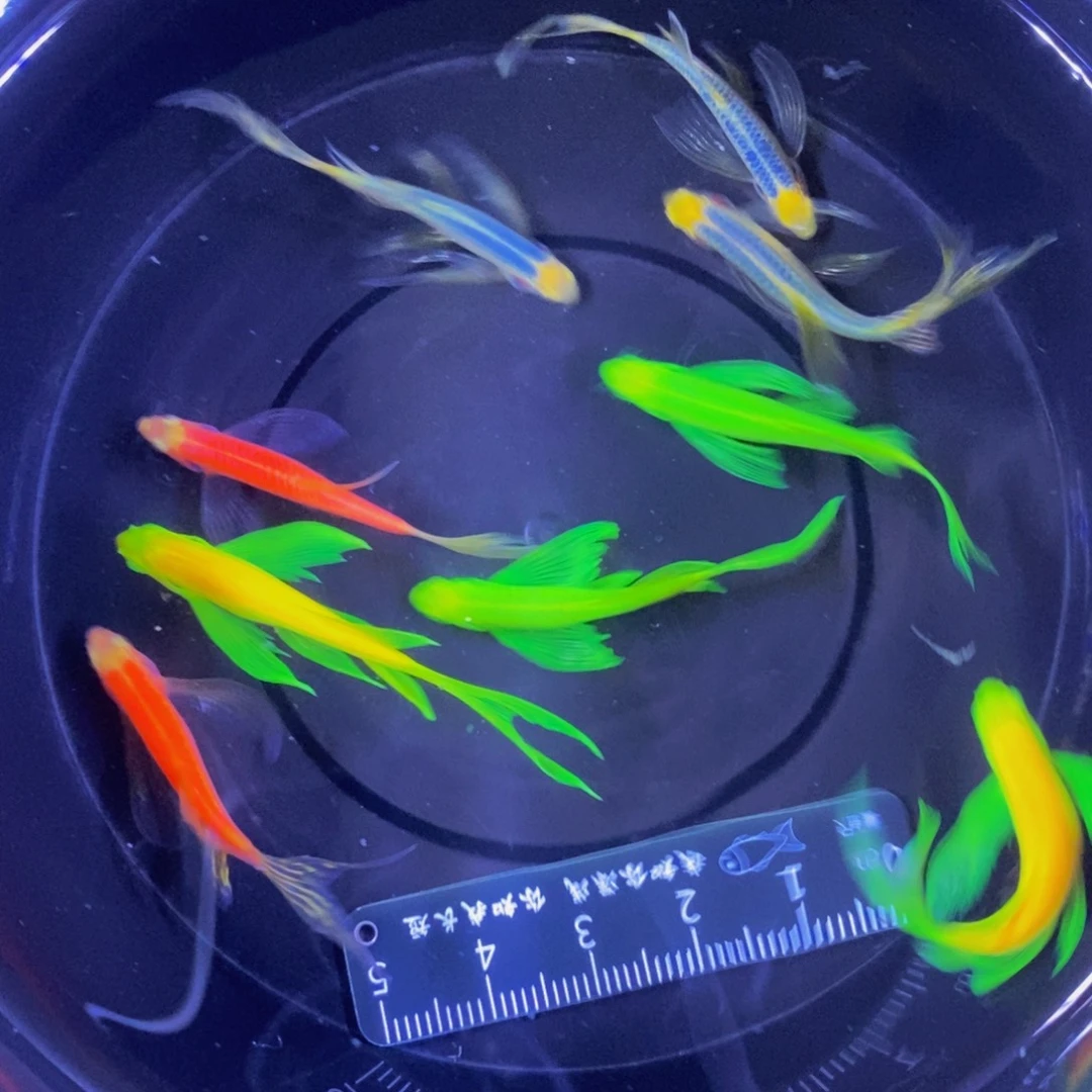 斑马鱼蝶翼斑马3.5-4厘米8送一