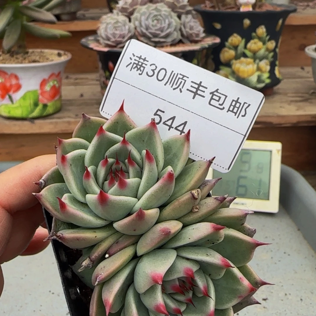 544托斯卡利内多肉双头