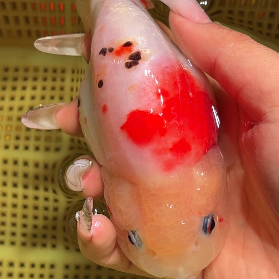 伟***哥金鱼拍包装包邮，不拍包装运费到付