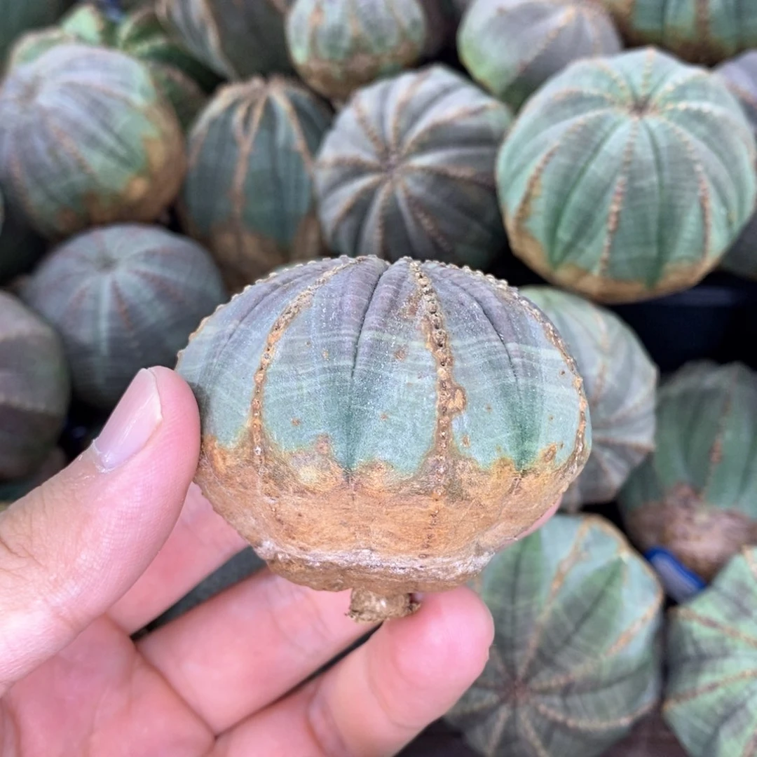 原产地布纹球多肉植物