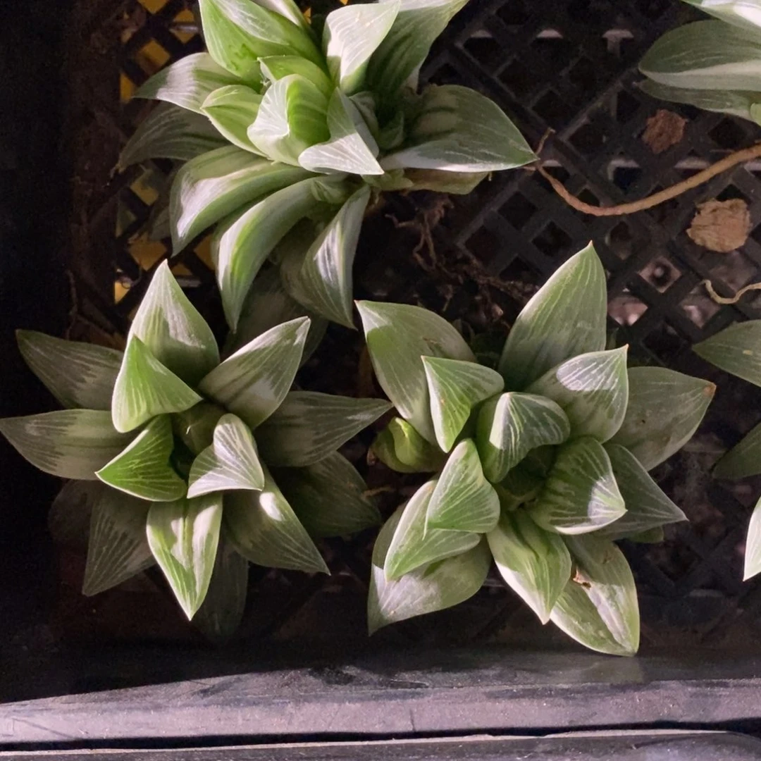 3058 一颗大帝王寿锦 下播福利